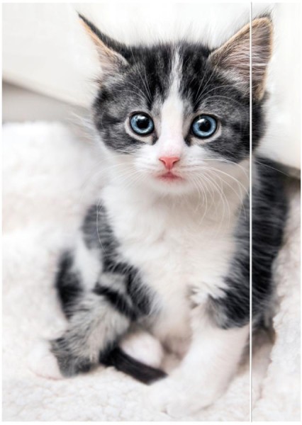RNK Verlag Zeichnungsmappe ´Katze´, DIN A3